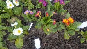 Внимание ! Семена примулы махровой - обман . Primula .
