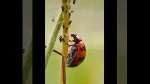 "Божья коровка полети на небо"