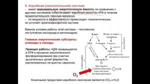 БиохимияСпорта2_Энергетика мышц