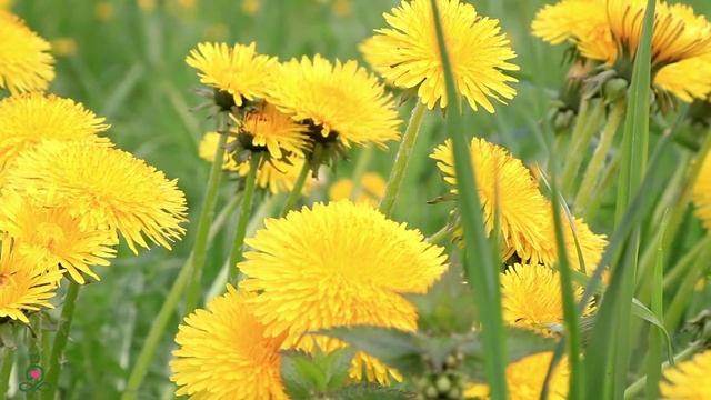 Yспокаивающая музыка для нервов ? лечебная музыка для сердца и сосудов, релакс, музыка для души #67 смотреть онлайн