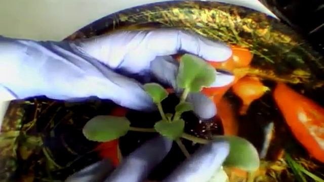 10 03  2019 Фиалка Бетельгейзе