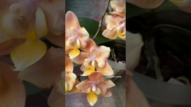 Phal. Scention peloric (buterfly) ? Ароматная орхидея фаленопсис Сэншн | Парфюмерная фабрика ?