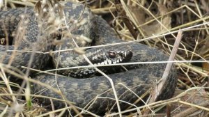 Гадюка обыкновенная весной, Viper in the spring