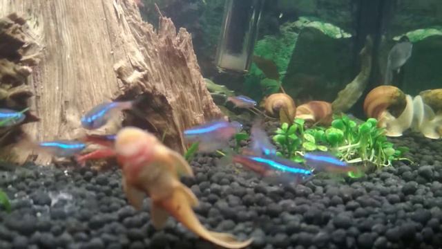 Аквариум 25 литров resun грунт aquael смотреть онлайн