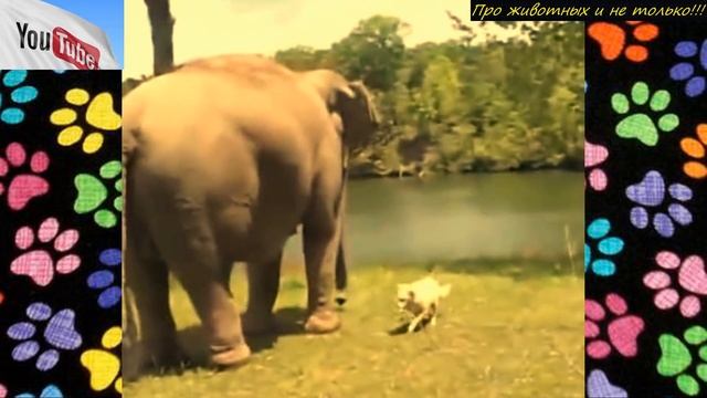 Слониха 3 недели стояла на одном и том же месте! Только гляньте кого она ждала! смотреть онлайн