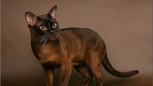 Почетный житель храмов! Бурманская кошка. Бирманская порода кошек. Кошка в храме.