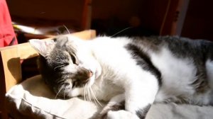 Nikon D3100 Video Test (Cute Cat)