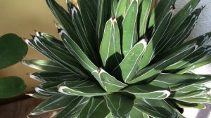 Агава Филифера (Нитеносная)