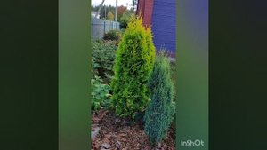 туи западные желтохвойные, топ лучших для севера.