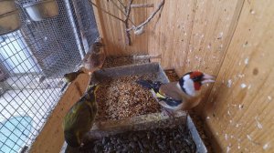 Певчие птицы в вольере(утренняя кормешка)Щегол,Чиж,Репел,зеленушка.Canto Cardellino