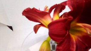 Сентябрь на даче и не поздно посадить #многолетние_цветы #shorts