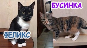 Кот Феликс и кошка Бусинка - брат и сестра, ищем дом, ТОЛЬКО ВДВОЕМ, в одни ДОБРЫЕ РУЧКИ