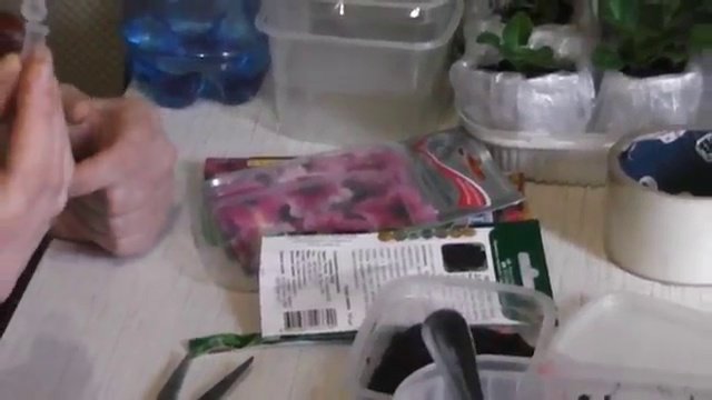 Выращивание петунии с нуля из семян