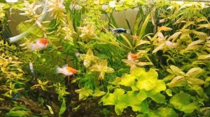 Спаси свой аквариум! 3 причины сделать фитофильтр. Показываю свои фитофильтры и список растений.