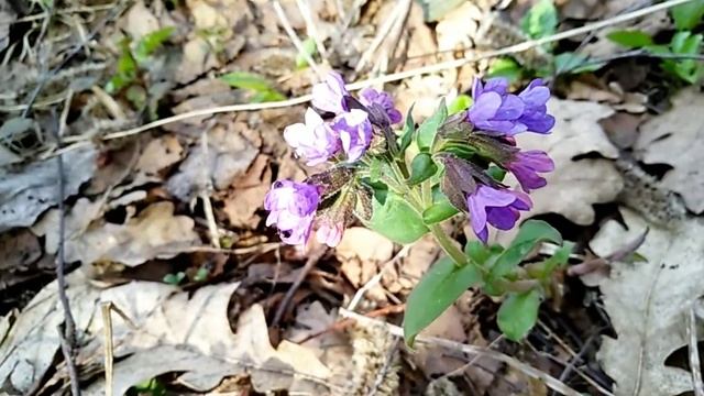 МЕДУНИЦА ЛЕКАРСТВЕННАЯ.Pulmonaria Officinalis.Лечебные свойства.