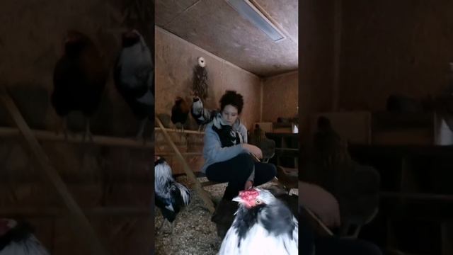 Как я провожу свободное  время с друзьями... Араукана (Araucana). Чилийские куры.
