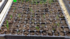 Different Methods of Seed Starting