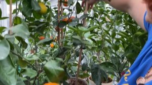 Немножко урожая собрала 🏡🍊🍊🍋