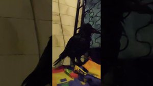 Как уговорить дикого ворона помыться. #raven