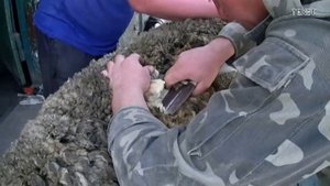Стрижка барана.