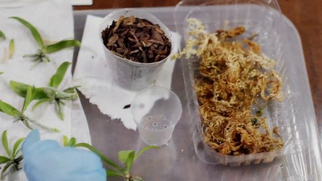 Рассаживаю сеянцы орхидеи фаленопсис. Пошаговая инструкция. Phalaenopsis Manii
