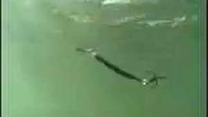 Блесна Williams Wabler в движении.