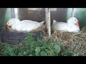 2 ГУСЫНИ СЕЛИ НА ЯЙЦА.ЧТО ДЕЛАТЬ??Как проверить яйца под гусыней