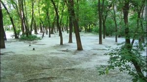 ВИА 70 х Тополя все в пуху
