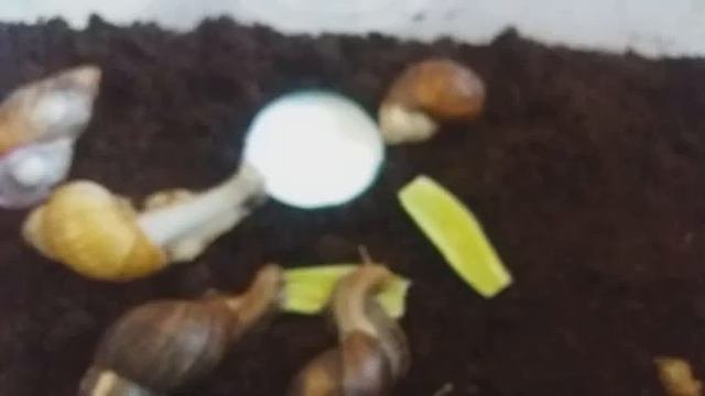 Улитки в спячке. Выводим улиток из спячки.