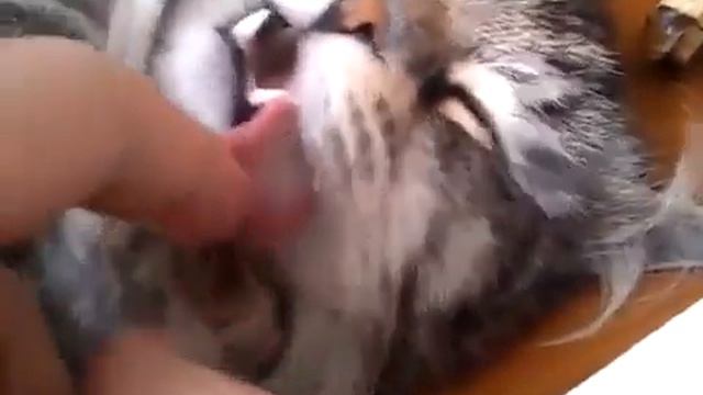 Просто ржака!! Спящий кот смотреть онлайн