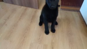 Команда «Дай лапу!». Как научить щенка давать лапку? Любительская дрессировка и воспитание