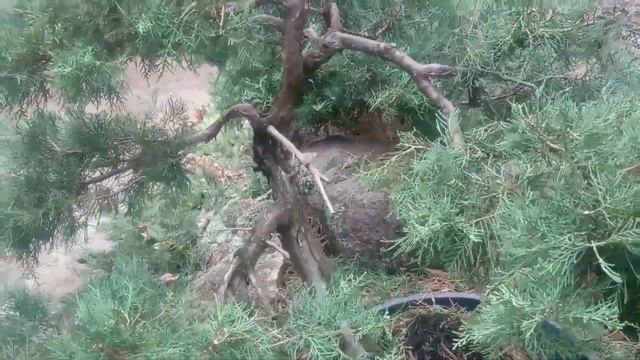 Можжевельник горизонтальный садовый бонсай. смотреть онлайн