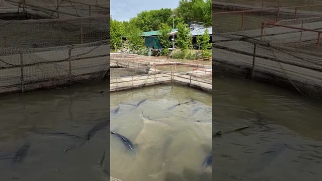 Экскурсионная прогулка по осетровой ферме в Астрахани. смотреть онлайн