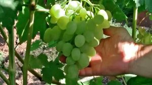 @Виноград Зарница белый виноград