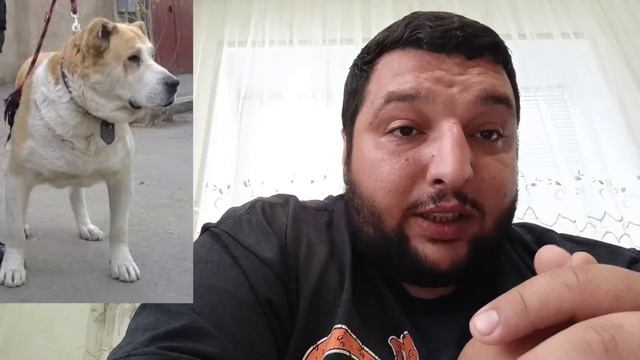 Как отличить алабая от Грузинская горная собака смотреть онлайн