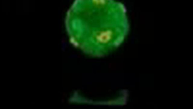 denegnie derevo смотреть онлайн