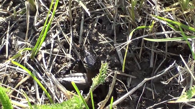 Сверчок на Участке смотреть онлайн