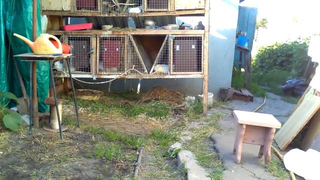 ЗАВЕЛИСЬ КРЫСЫ!!! Кролики и крысы((( смотреть онлайн