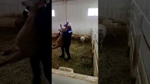 Катумские баранчики, поездка к Лебедю Олегу Станиславовичу.