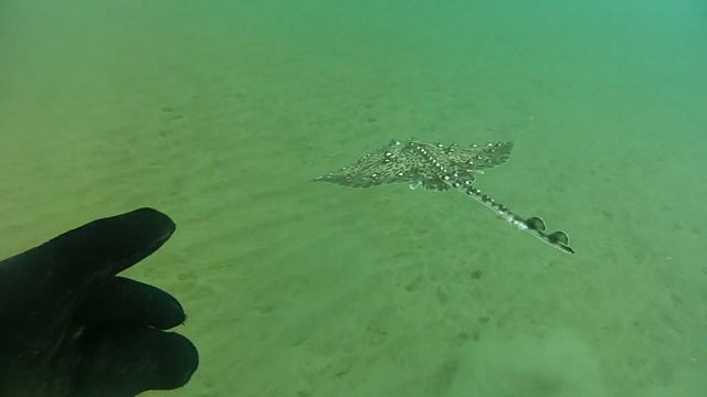 Хотели бы увидеть одних из самых красивых рыб Чёрного моря? Морские лисицы. Смотрим и восхищаемся!