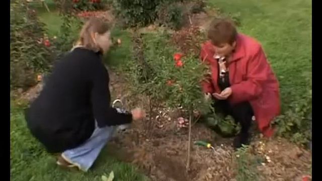 Правильная прививка роз Учимся прививать розы смотреть онлайн