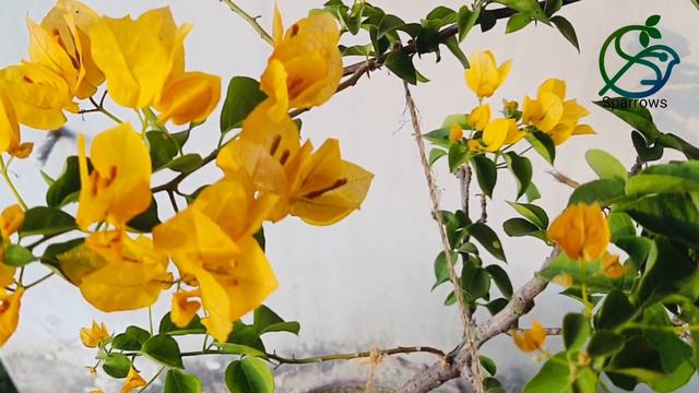 California gold/yellow bougainvillea(ক্যালিফোর্নিয়া গোল্ড/হলুদ বোগেনভিলিয়া) #bougainvillea смотреть онлайн