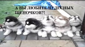 А ВЫ ЛЮБИТЕ ЧУДЕСНЫХ ЩЕНОЧКОВ!