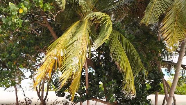 Мальдивы, Диффуши смотреть онлайн