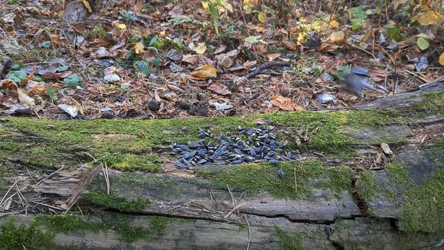 Поползни, гаички и большие синицы делают запасы на зиму смотреть онлайн