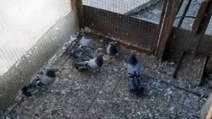 Продам бакинские голуби, сизые широкохвостые