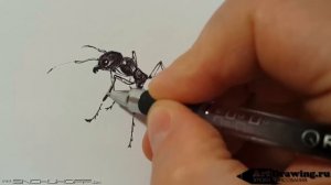 Рисуем муравья шариковой ручкой