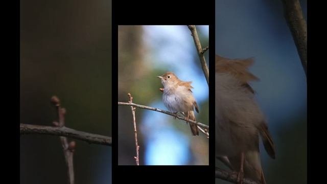 Звук пения соловья для исцеления