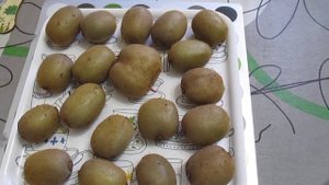 Киви сорт Хейвард