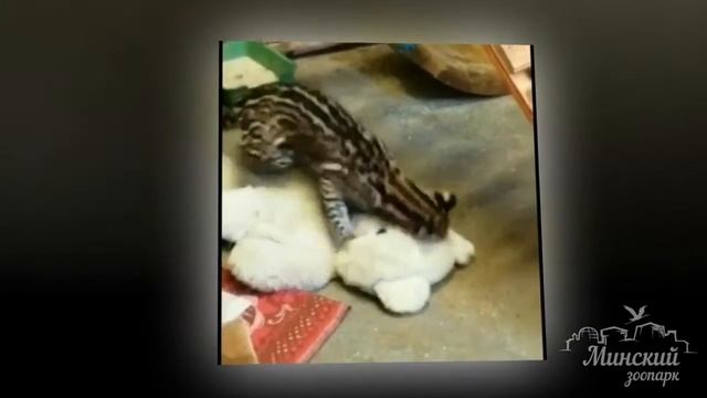 ?Оцелот ― дикая кошка, которая встречается в Южной и Северной Америке смотреть онлайн